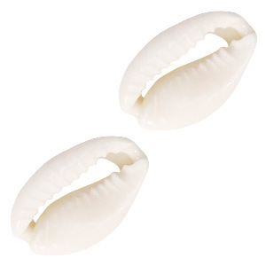 Kauri schelp kralen Naturel white