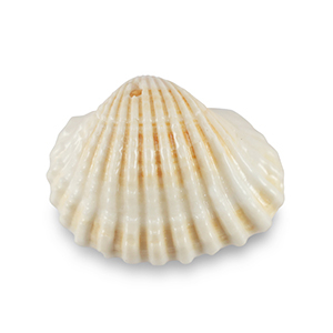 Schelp hanger special Scallop Creamy white