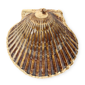 Schelp hanger special scallop Dark brown-gold