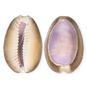 Schelp hanger special kauri Purple-brown